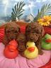 -barboncini-taglia-piccola-cuccioli-rosso-red-