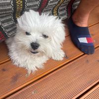 Cane maltese