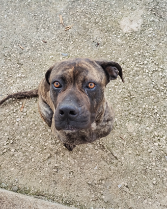 Cane corso