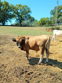 Toro aubrac