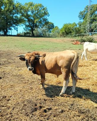 Toro aubrac