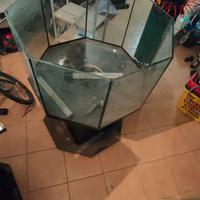 acquario come da foto +vari + accessori