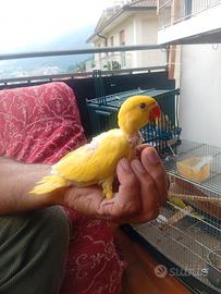Pullo di parrocchetti dal collare