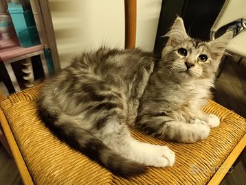 Maine coon blu silver tabby con white