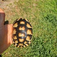 Marginata subadulta cites fonte c