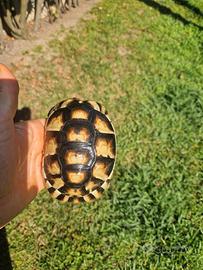 Marginata subadulta cites fonte c