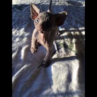 Cuccioli sphynx con pedigree