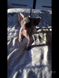 Cuccioli sphynx con pedigree
