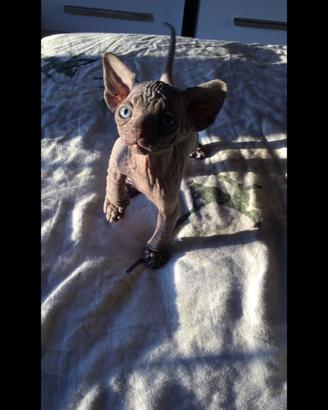 Cuccioli sphynx con pedigree