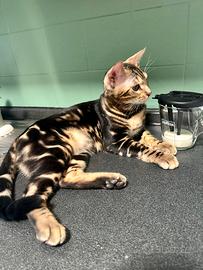 Gatto Bengala maschio