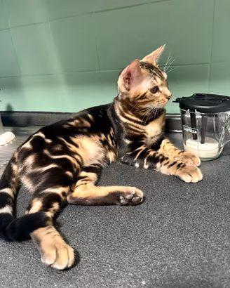 Gatto Bengala maschio