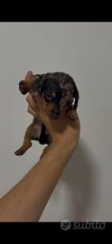 Cuccioli di bassotto Tedesco