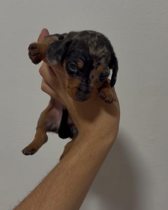 Cuccioli di bassotto Tedesco