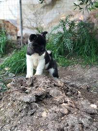 Akita Americano Cuccioli