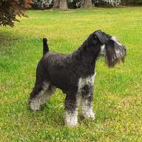 Una fidanzata per Artu'