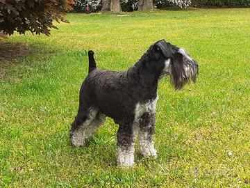 Una fidanzata per Artu'