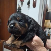 Cuccioli di rottweiler