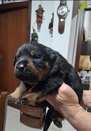 Cuccioli di rottweiler