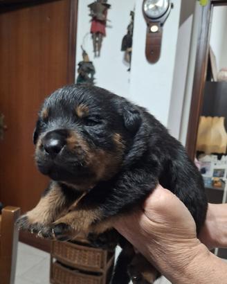Cuccioli di rottweiler