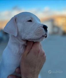 Dogo Argentino Cuccioli