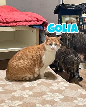 GOLIA gatto biancorosso di 7 anni