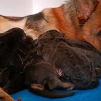 Cuccioli Pastore Tedesco