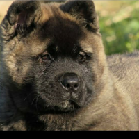 American akita