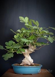 Fico (Ficus carica)