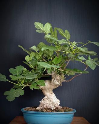 Fico (Ficus carica)