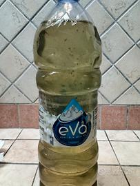 Dafnie vive per acquario-Starter coltura 1,5L