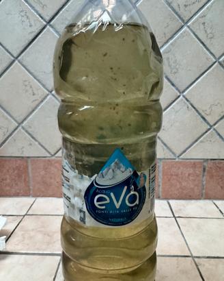 Dafnie vive per acquario-Starter coltura 1,5L