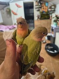 Inseparabili