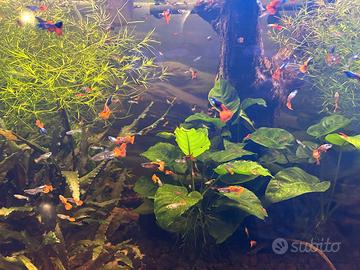 Guppy Dumbo Red Tail