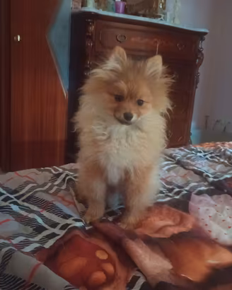 Spitz maschio