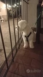 Maltese