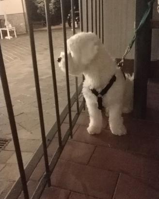Maltese