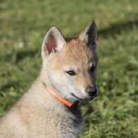 Cuccioli cane lupo cecoslovacco