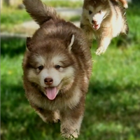 Alaskan malamute