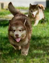 Alaskan malamute