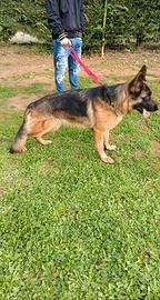 Cuccioli di pastore tedesco