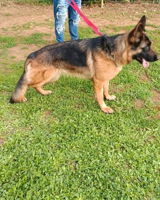 Cuccioli di pastore tedesco