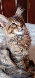 Cucciola Maine Coon