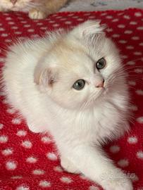 Gatto Scottish fold