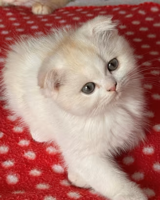 Gatto Scottish fold