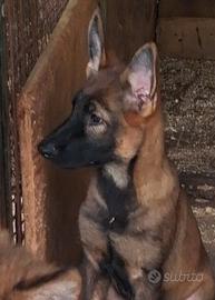 Pastore Tedesco Cuccioli