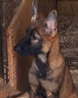 Pastore Tedesco Cuccioli