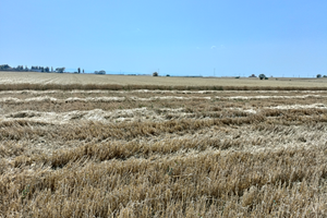 Azienda agricola a 1200 euro /ha