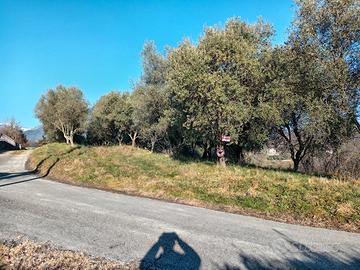 Uliveto vigneto terreno Monfumo