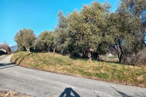 Uliveto vigneto terreno Monfumo