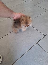 Spitz pomerania toy